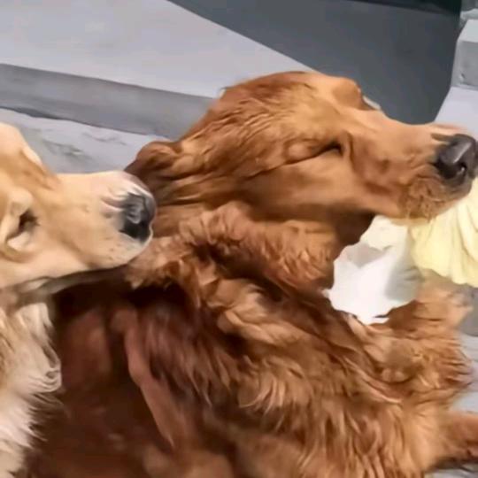 遥遥的干饭小猪
