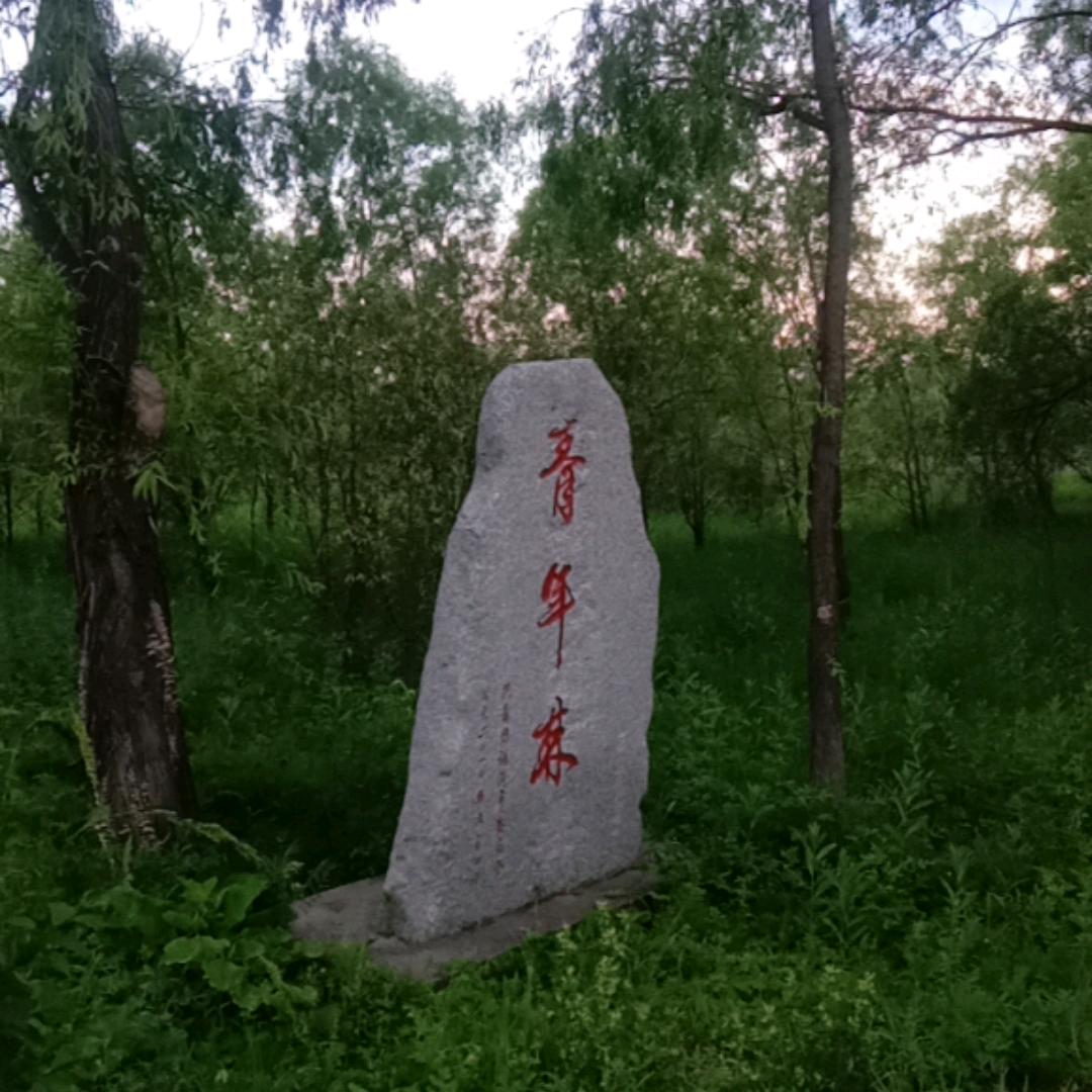 火龍金鳳