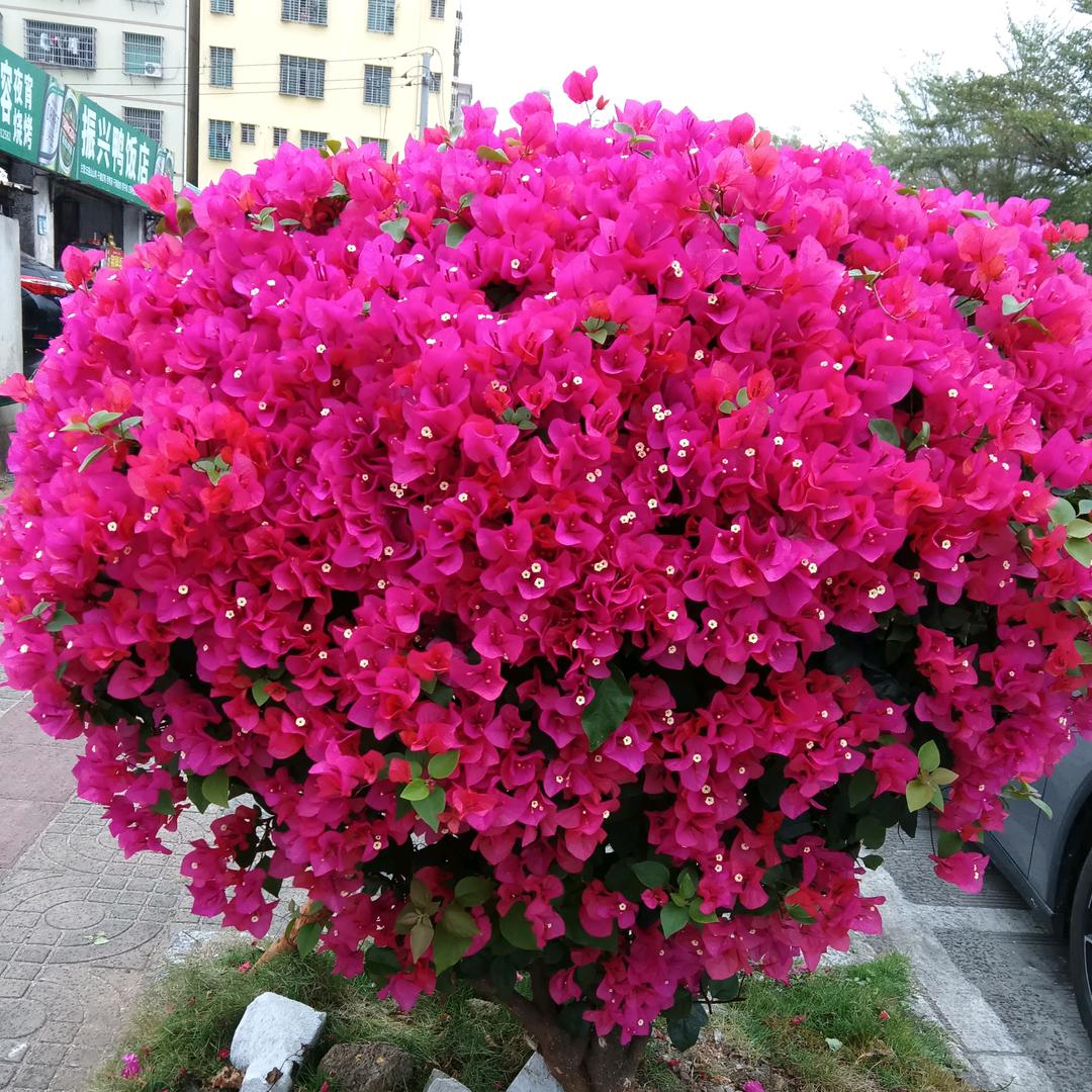 梁家的