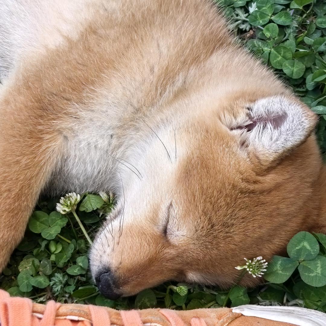 疯狂的小🐷