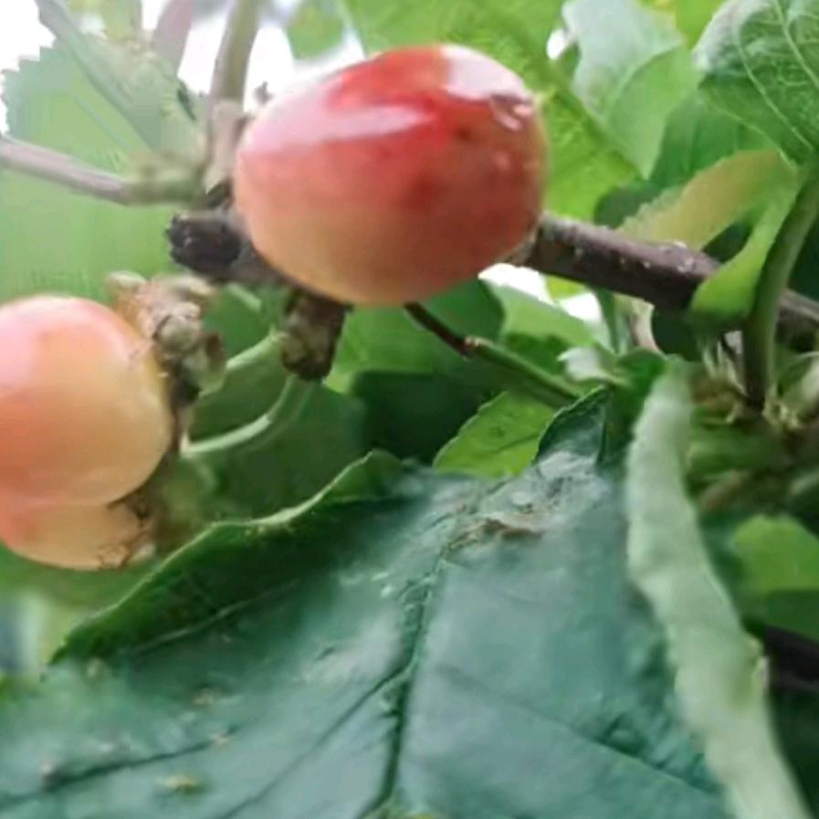 新宁县云山馨宇生态家庭农场