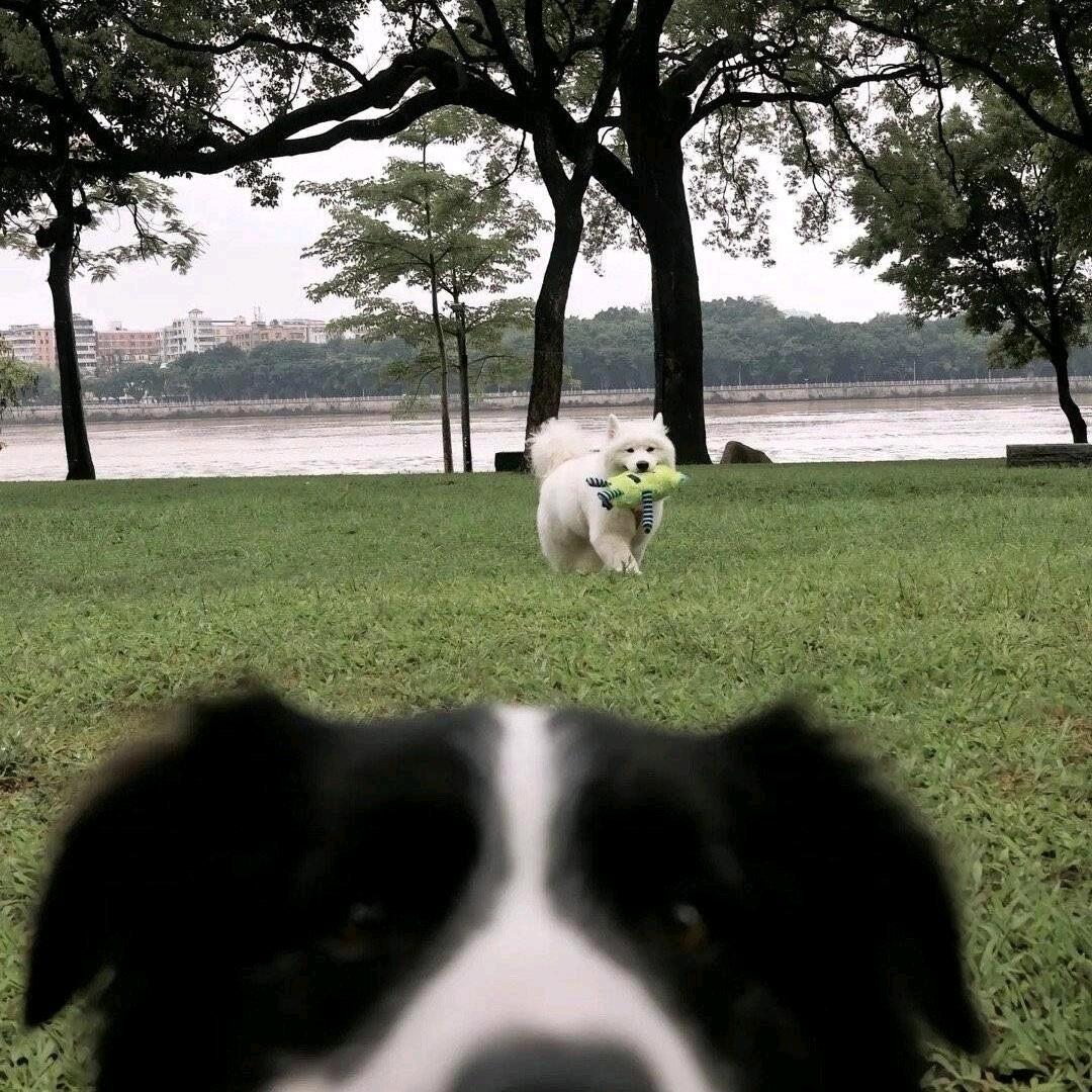 🌲