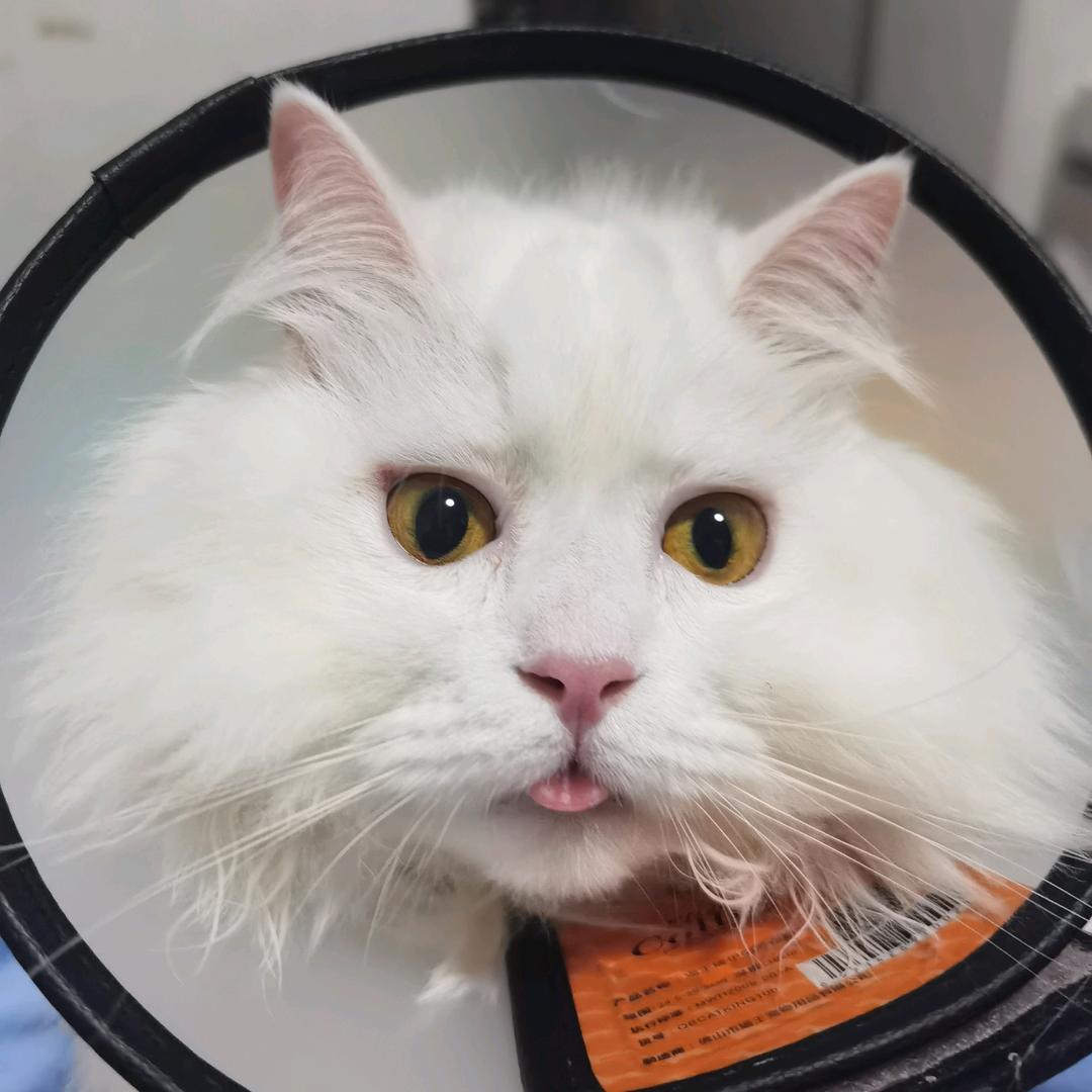 Q（见过泷泷四次）