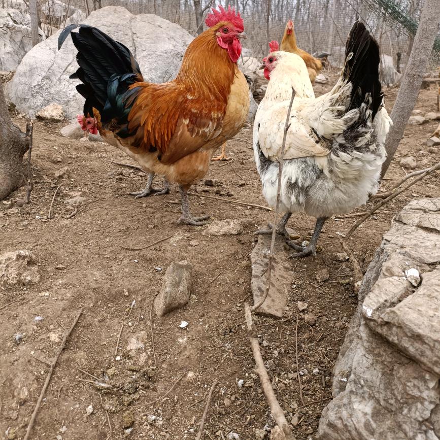 林下养殖（二手车）