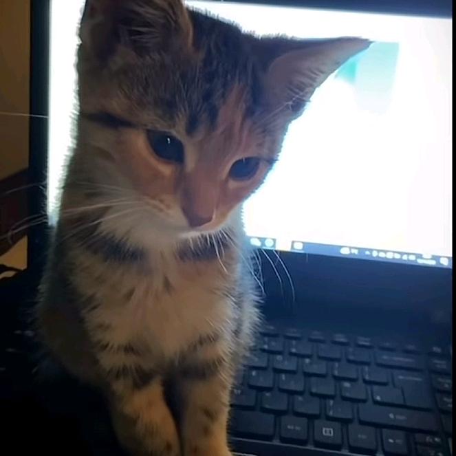 忧郁的河南人7080