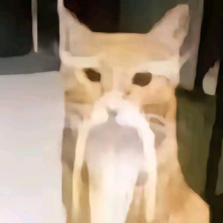 咪