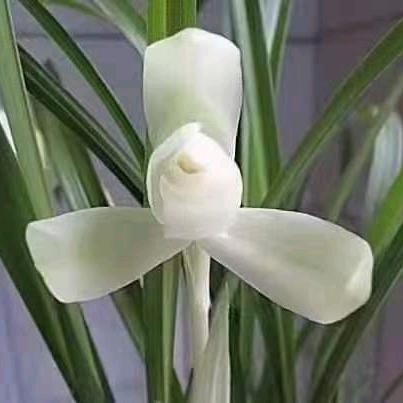 ❄️尹雪松❄️