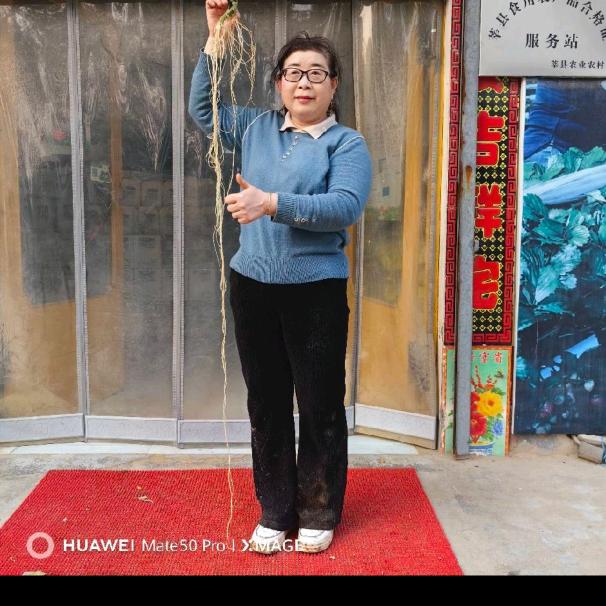 赵凤带你种甜瓜