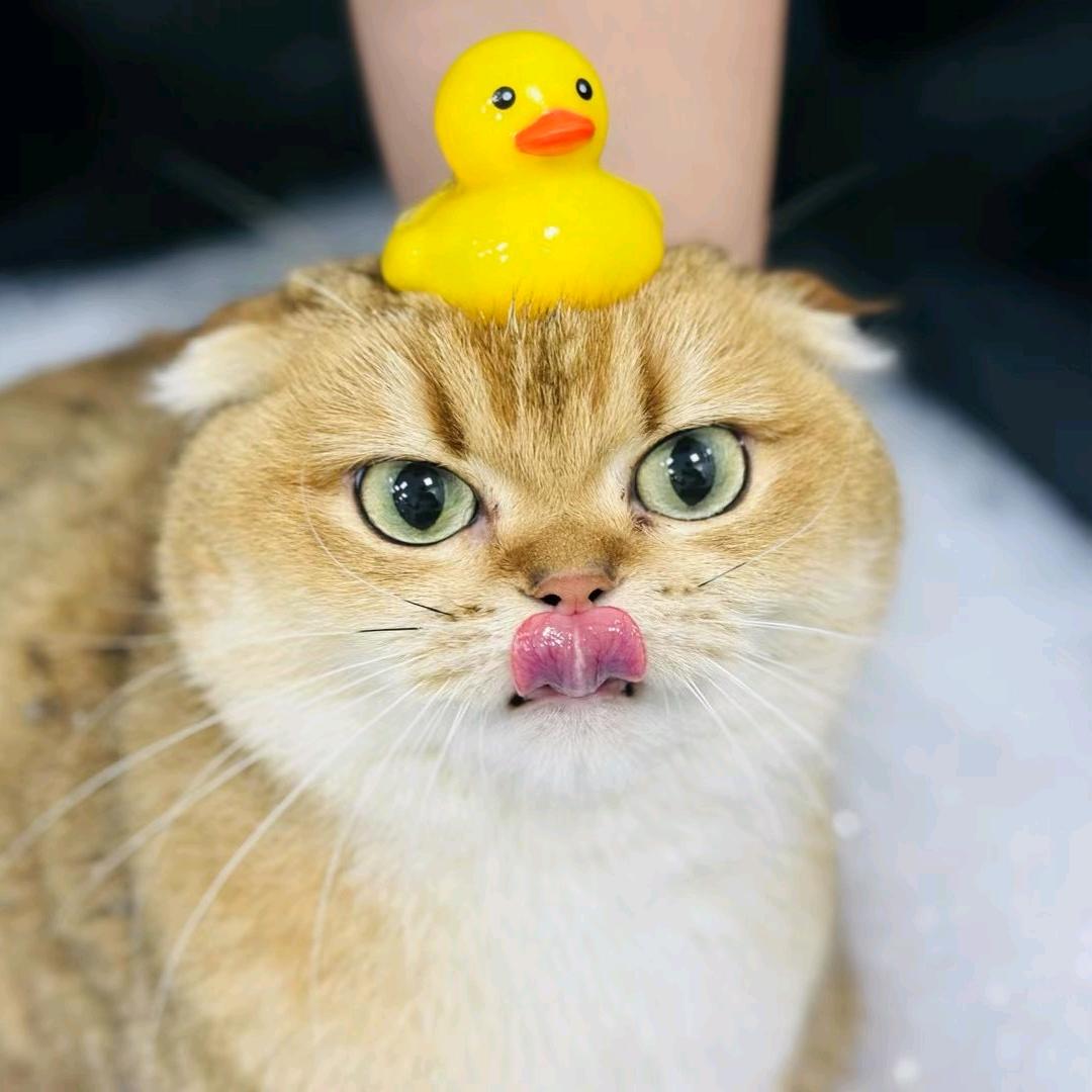 瓜瓜的百宝箱