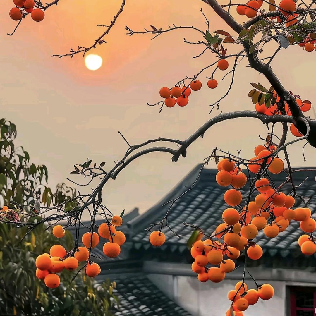 柿柿如意