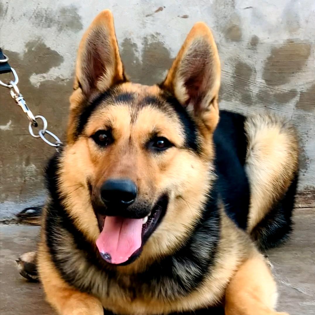 啊斌犬舍