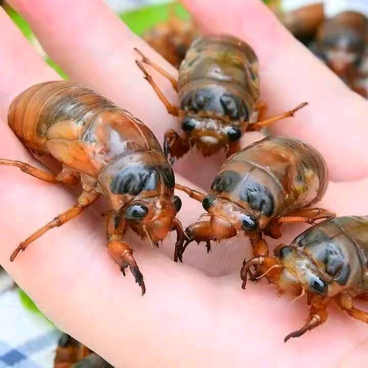 单县富鸣金蝉养殖农场