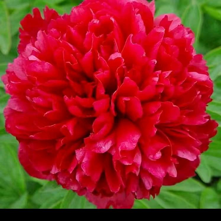 菏泽洪香牡丹芍药种植基地