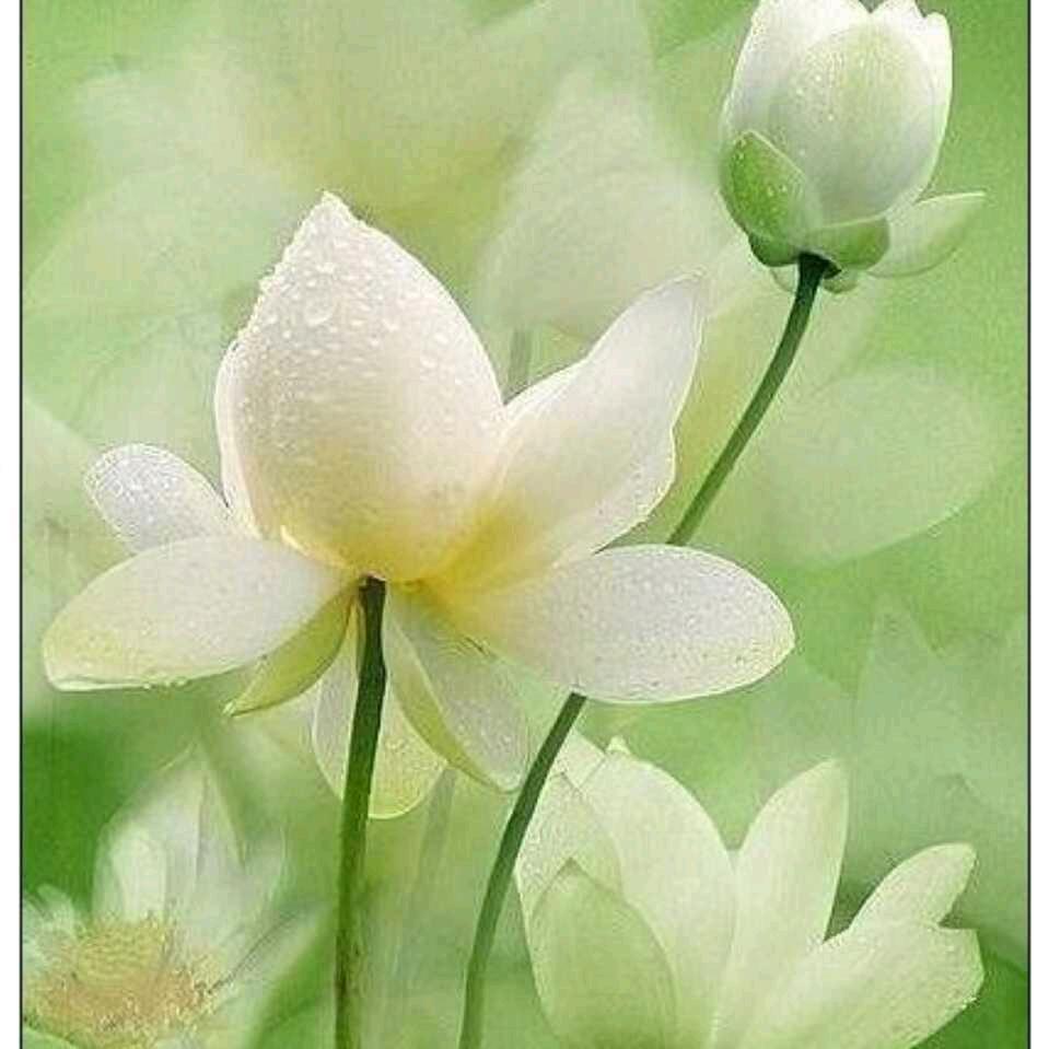 丽丽