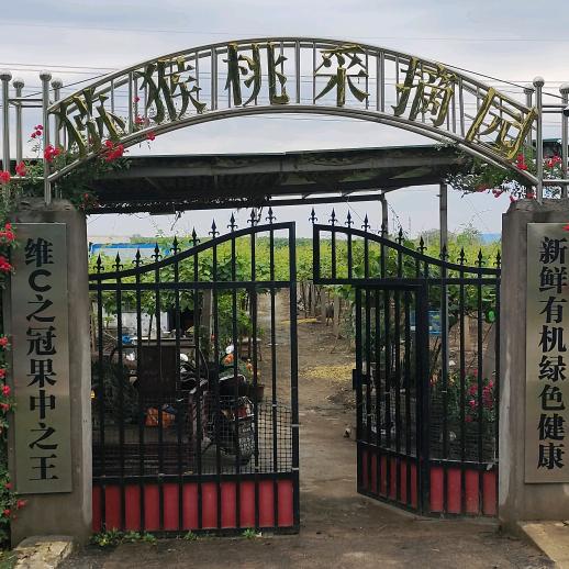 艺泽猕猴桃（后村牌坊北100米）