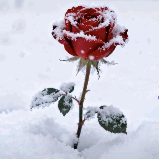 💖孤单的温柔💖