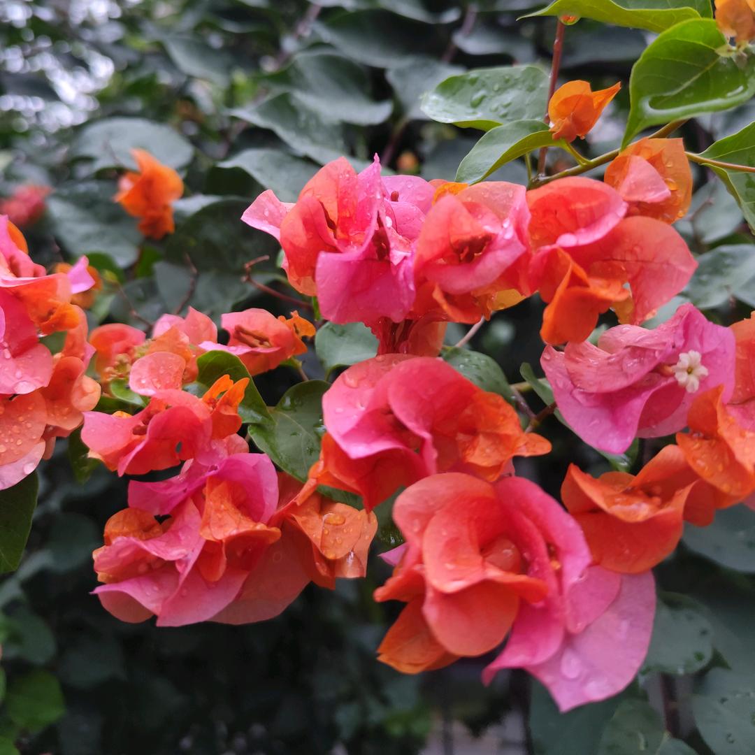 平安喜乐🌸
