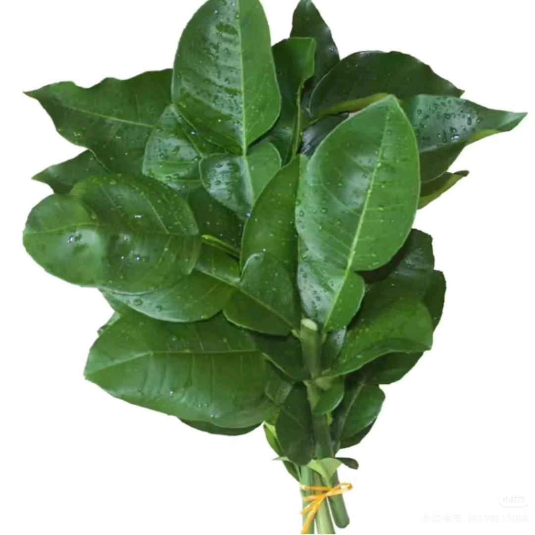 臭香菜应该叫臭菜