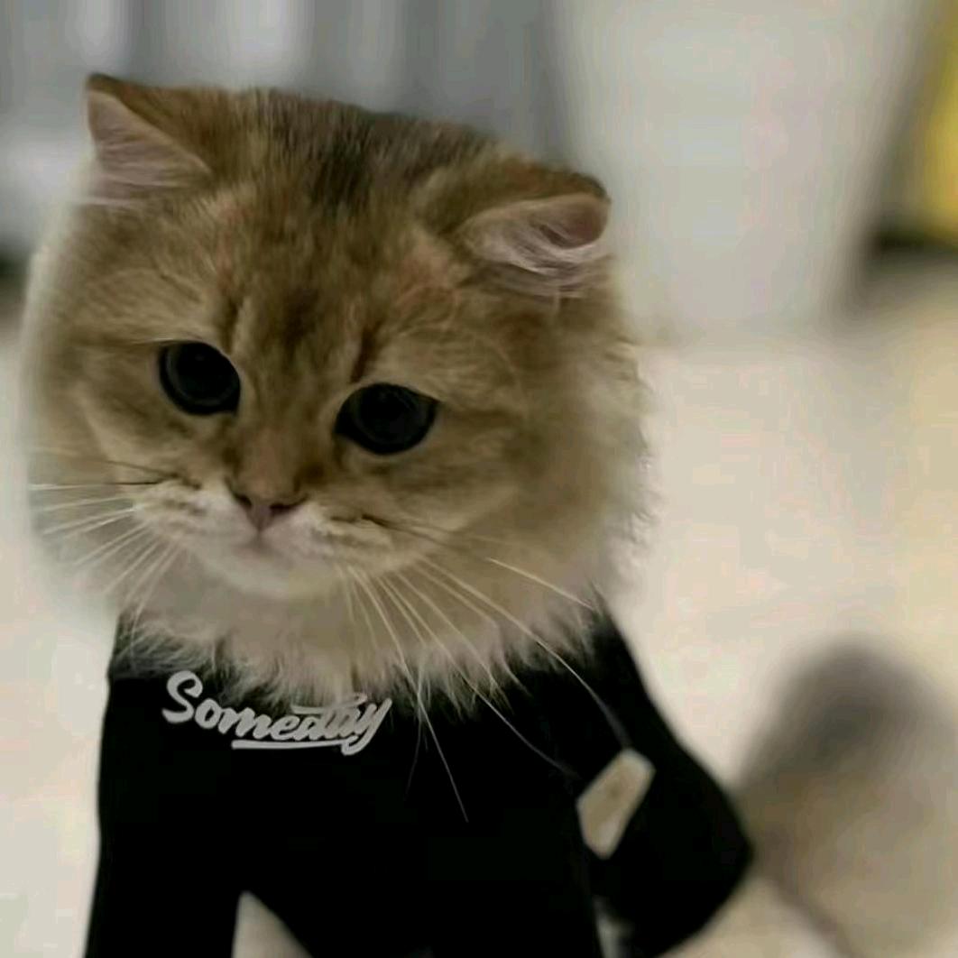 啊巧儿