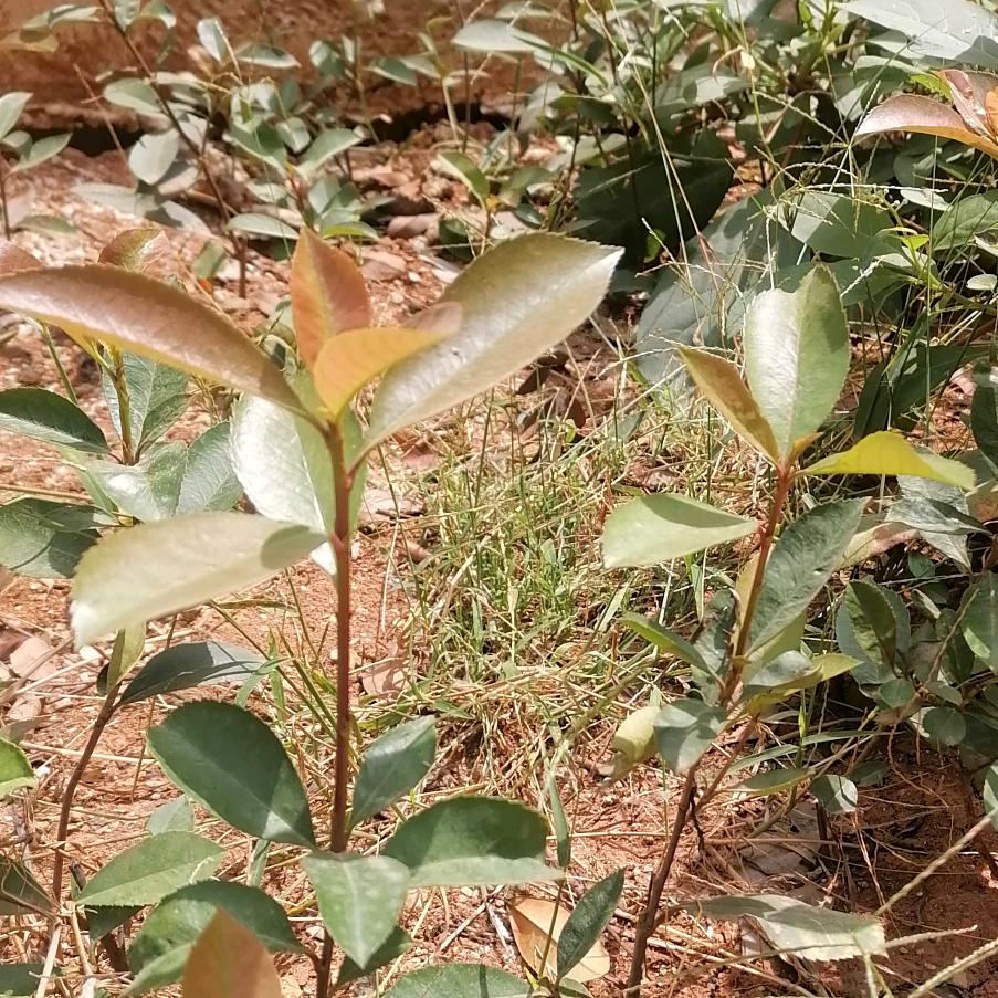 六月的锋芒