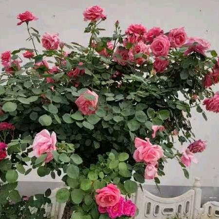 💞এۣۖิ 遇ꦿ꯭見꧔ꦿ💞（筹备中）