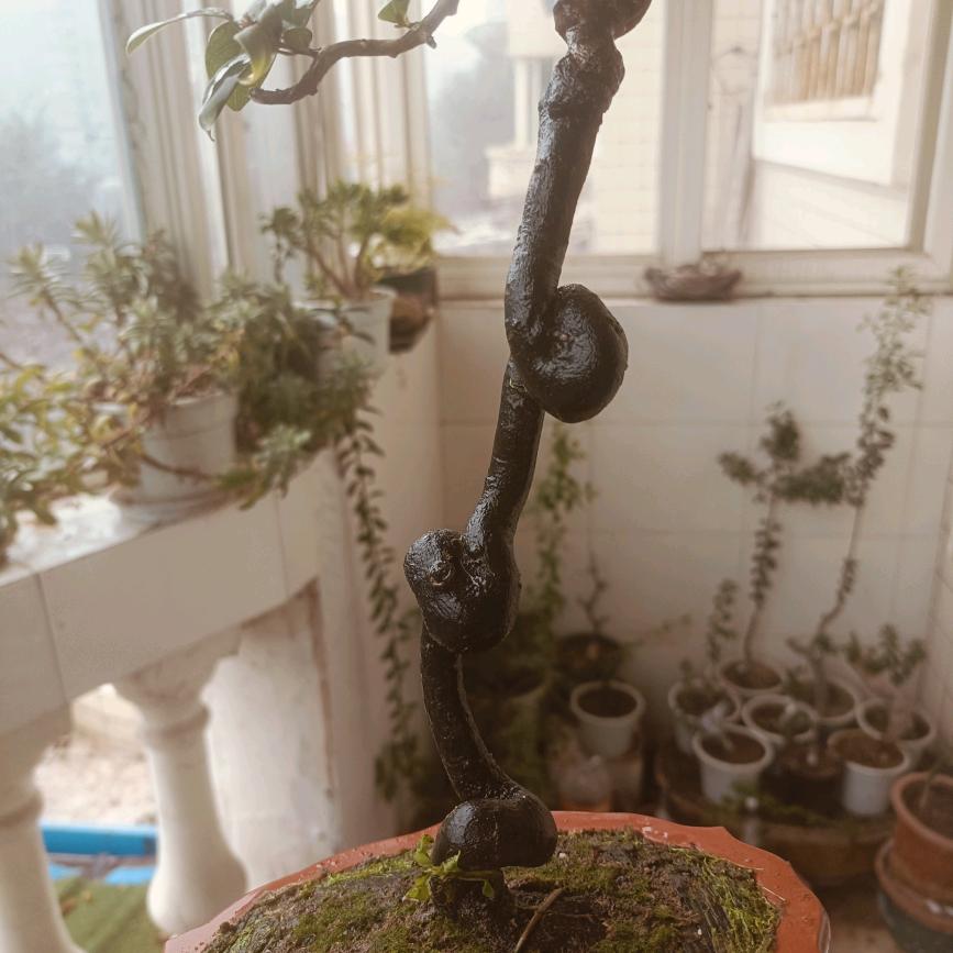 哇塞金弹子