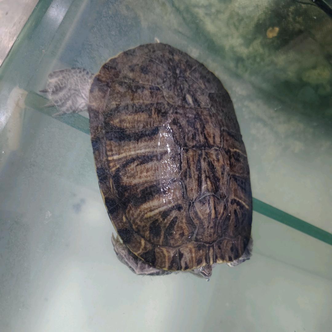 凉夏少年