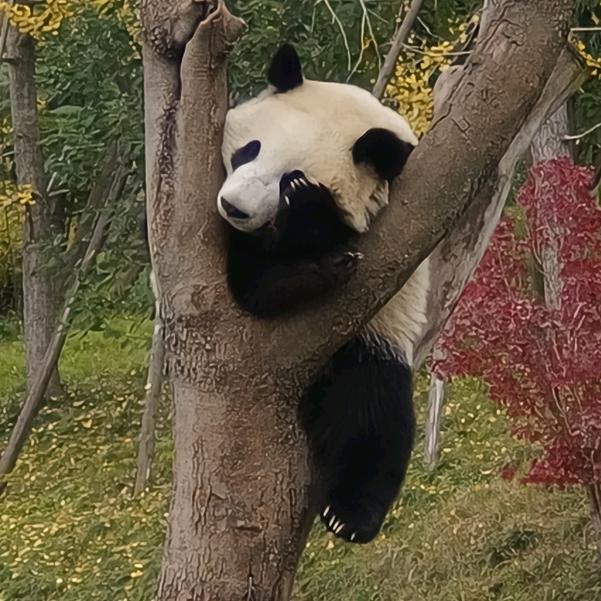 jean（小夏得向上）