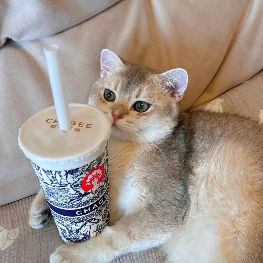 打败熊猫你就是国宝