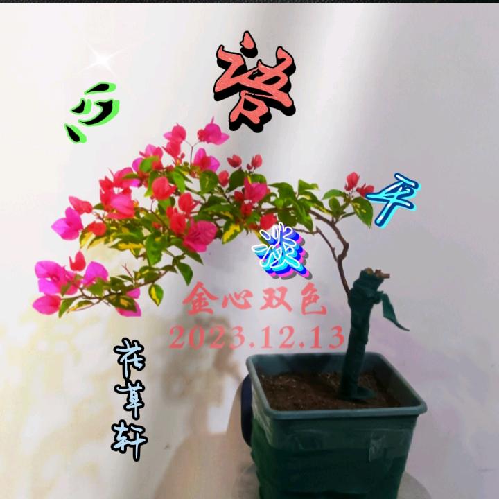 心语平淡(爱养花)