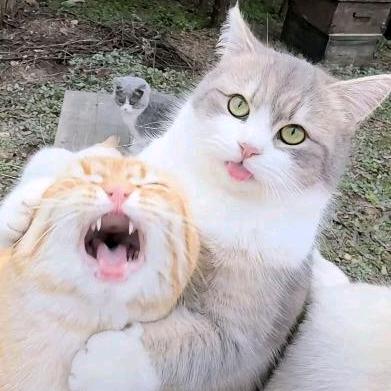 草草莓莓的一天