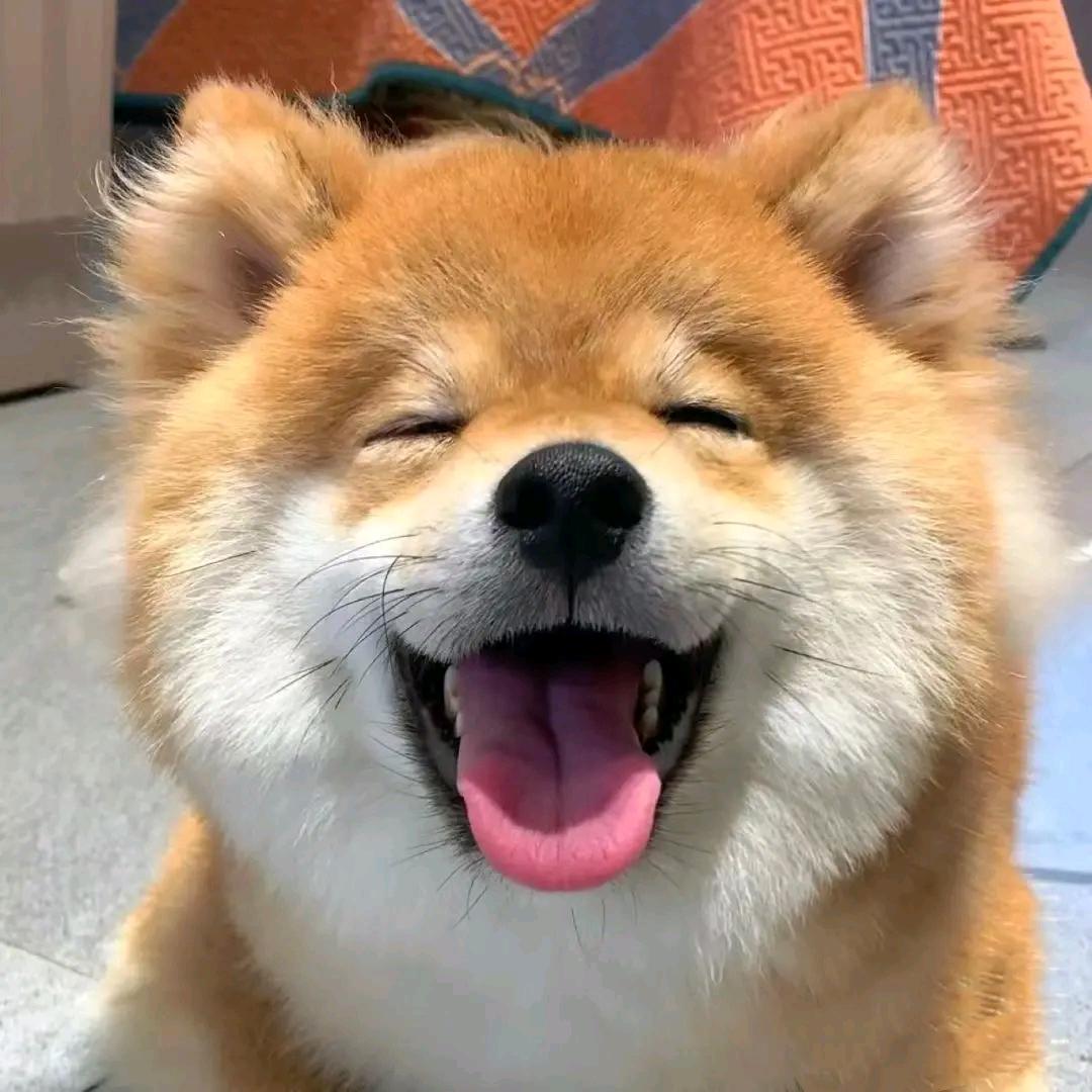 木子宠物日记