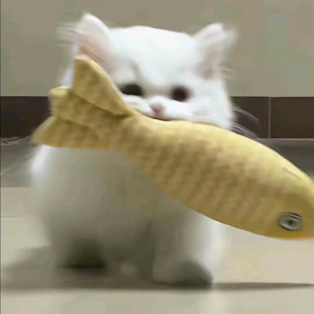 大状圆○