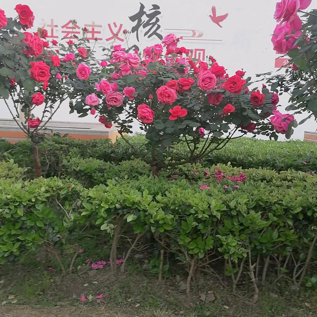 小鼠