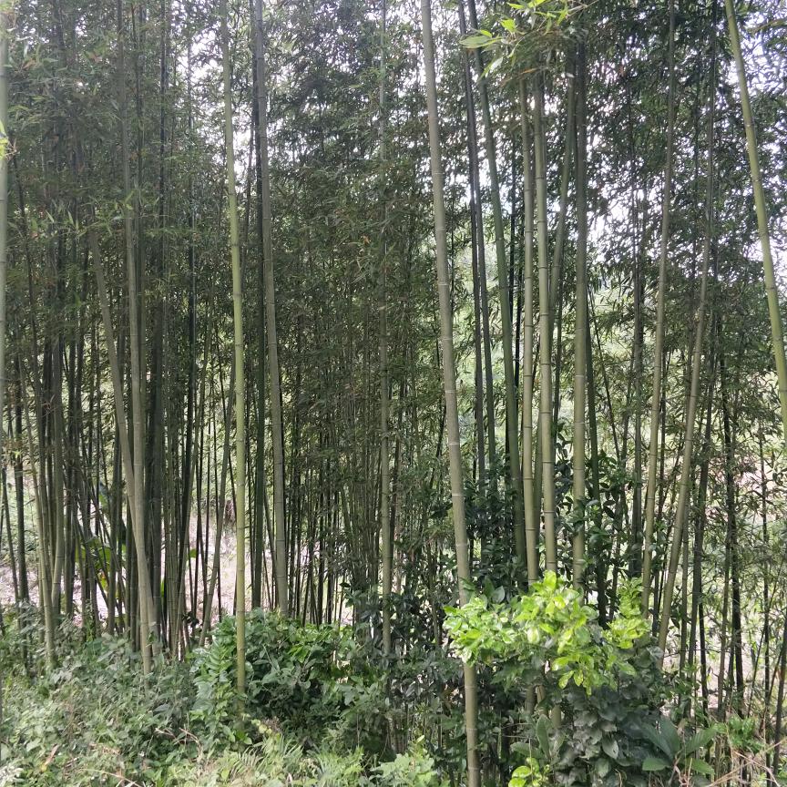 大竹林（喜欢听歌）🌹🌹