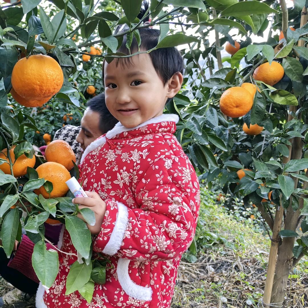 卢氏果业（植保 吊运）
