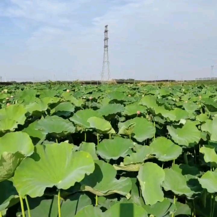 蜀山区水生植物培育基地