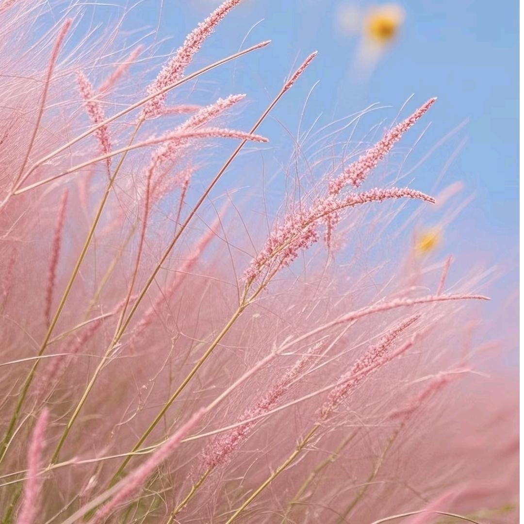 我姓张，弓长张😎