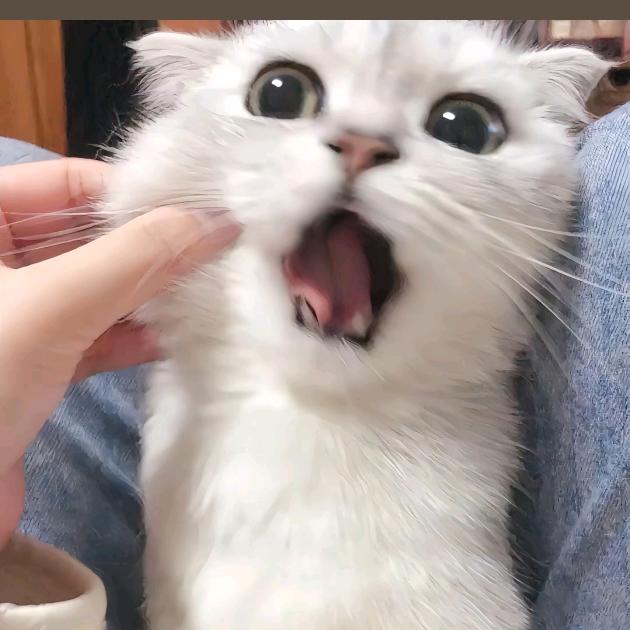 旺财的日记✏️