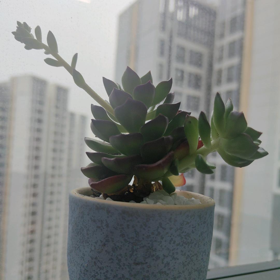 葡萄小丸子