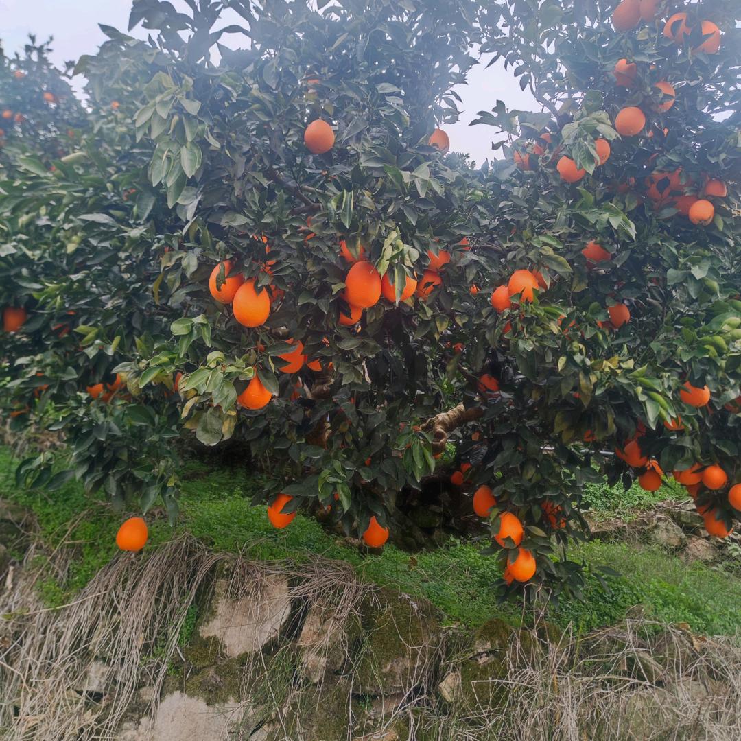 好人一生平安