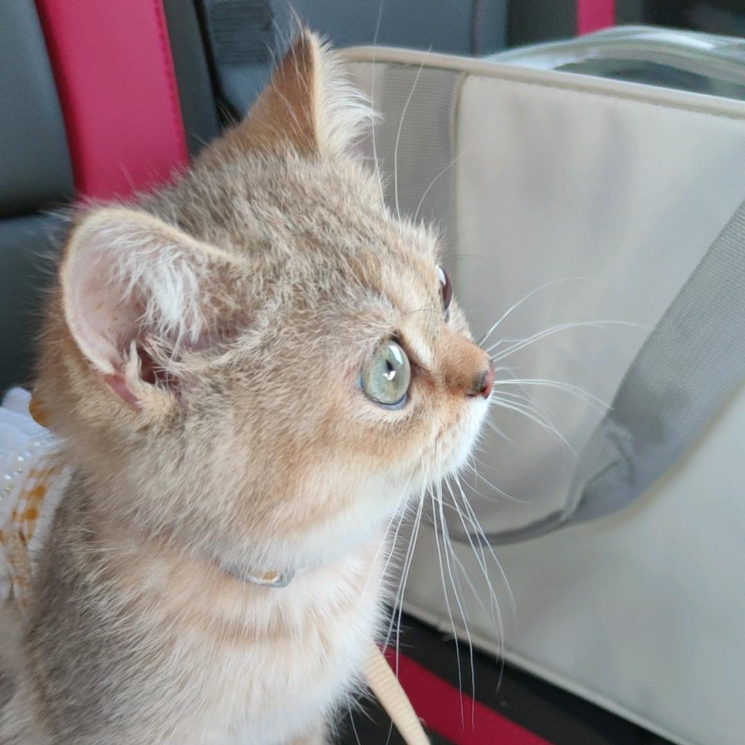 阴暗爬行的小蟑螂