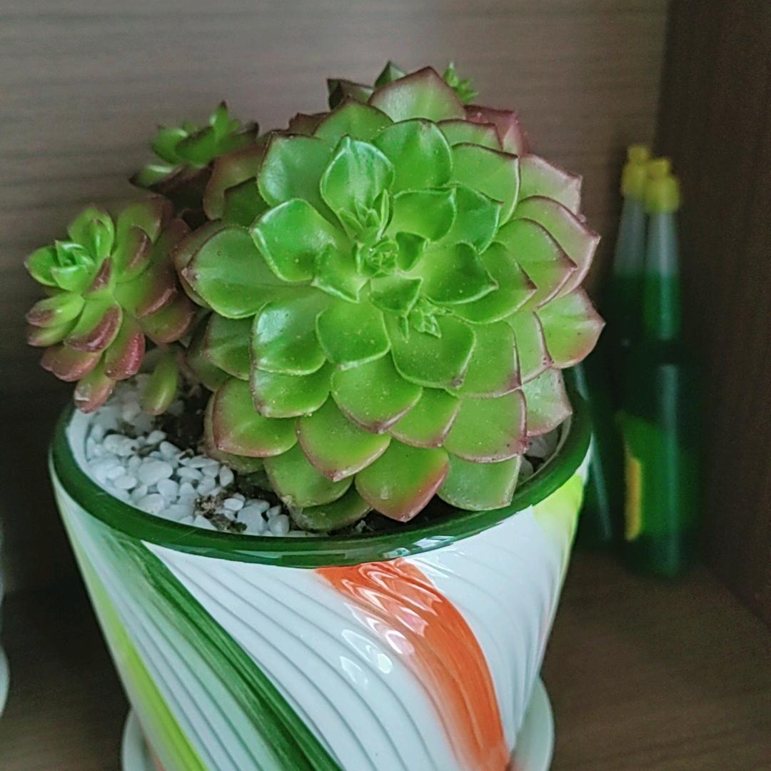 米菲童鞋，新建城万达