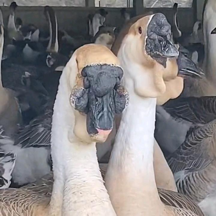 特种养殖场