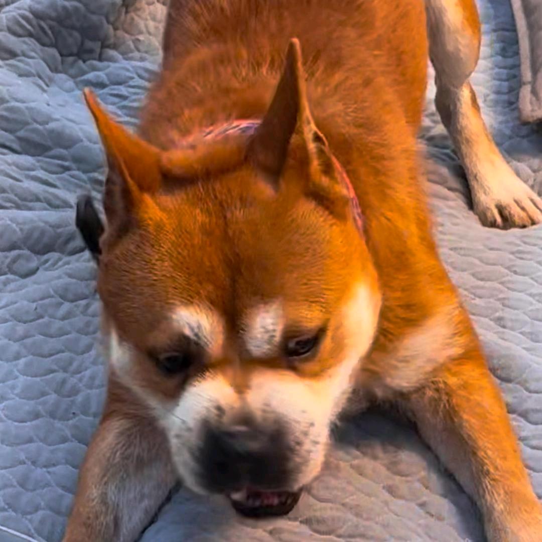 （铲屎官）财神犬舍小号