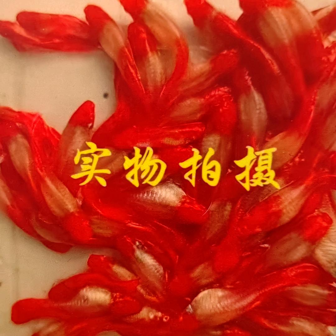 德铭水族