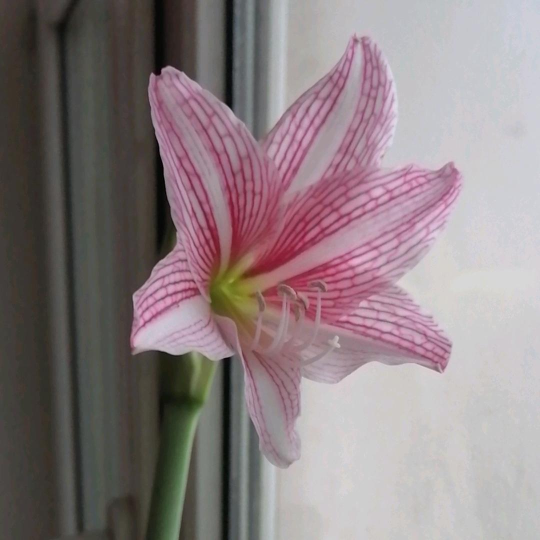 梅