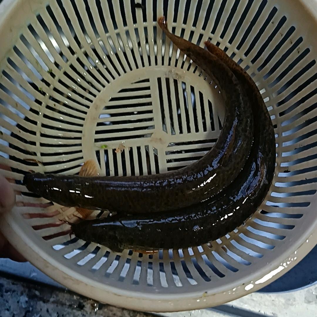 没脸没皮天下无敌