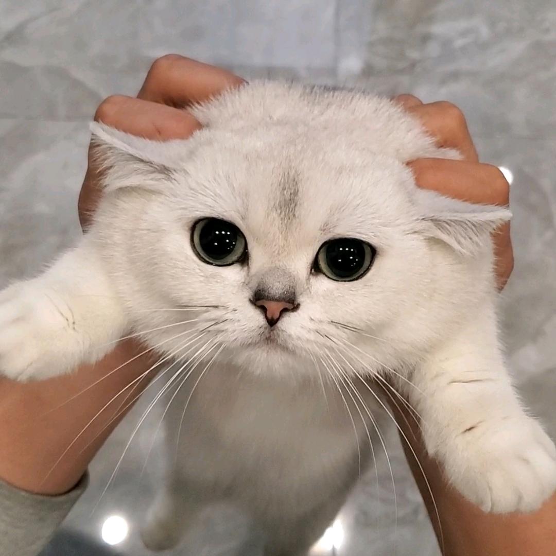 加肥猫