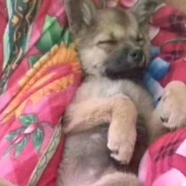 tu.dou.dou.土豆，🥔